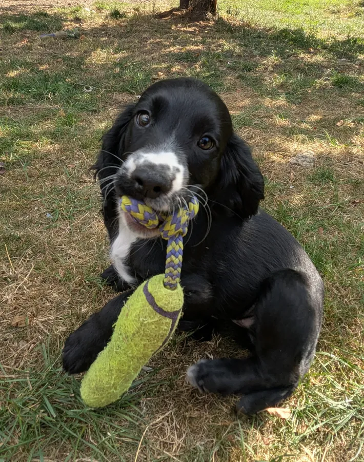 MIXED COLOURED COCKER LITTER PLAYFUL PUPPIES