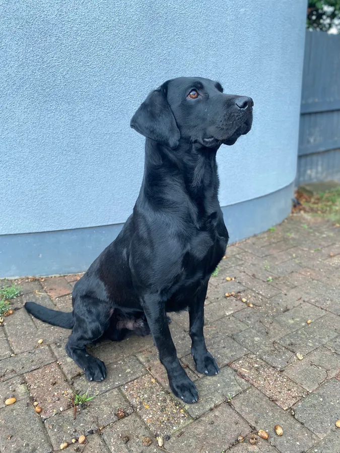 Bones, PROVEN STUD, FULLY HEALTH TESTED