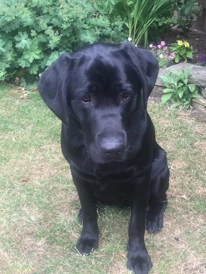 Wanted older lab