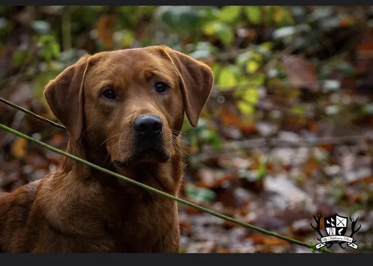 Top Quality Working Labrador Puppies