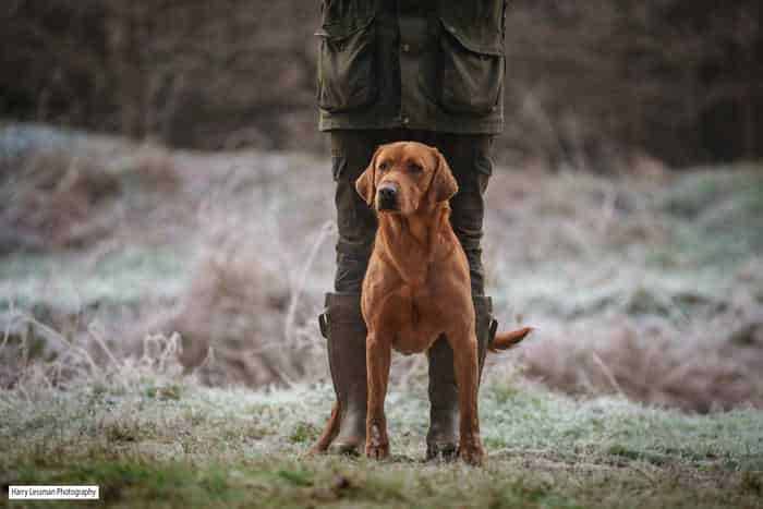Fox Red Labrador Stud