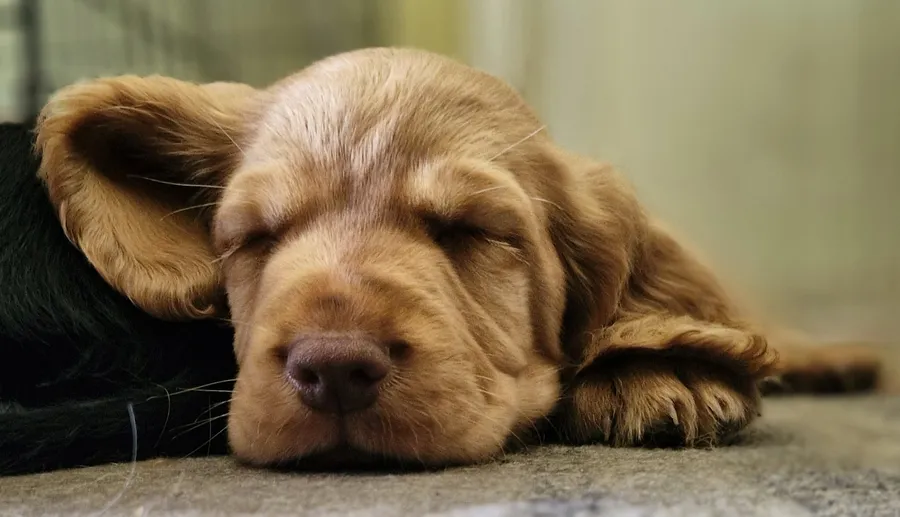 Working cocker spaniel dog pups