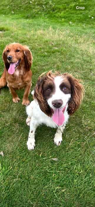 Springer Stud KC Reg Health tested and proven