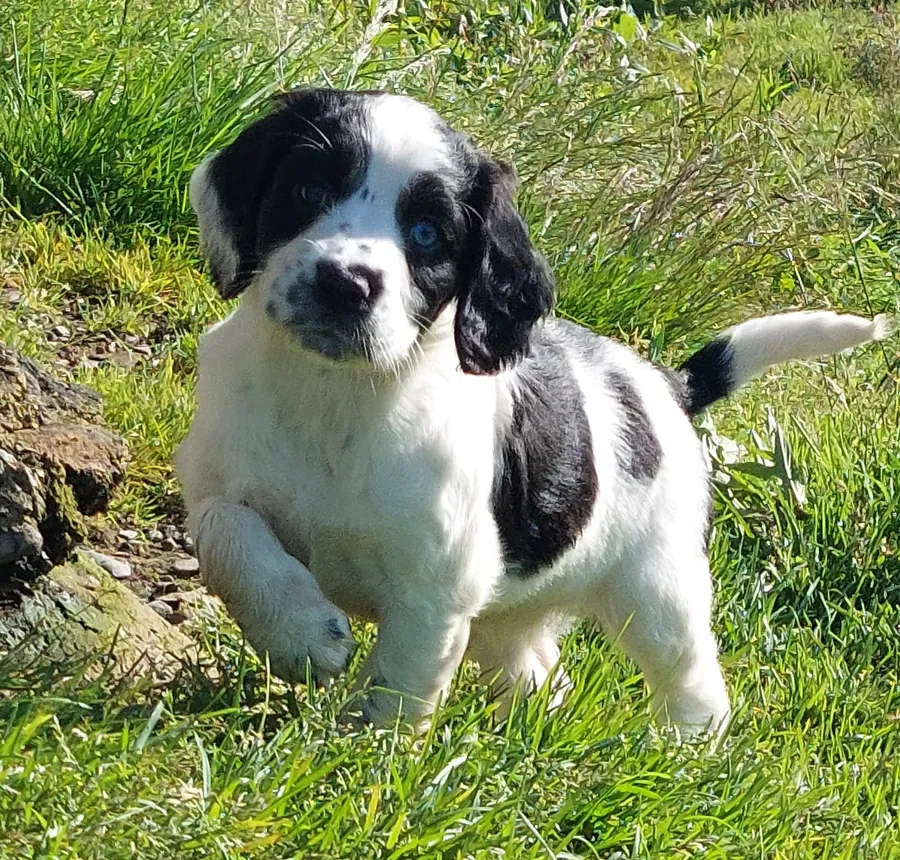 Sandaharr Springers For Sale