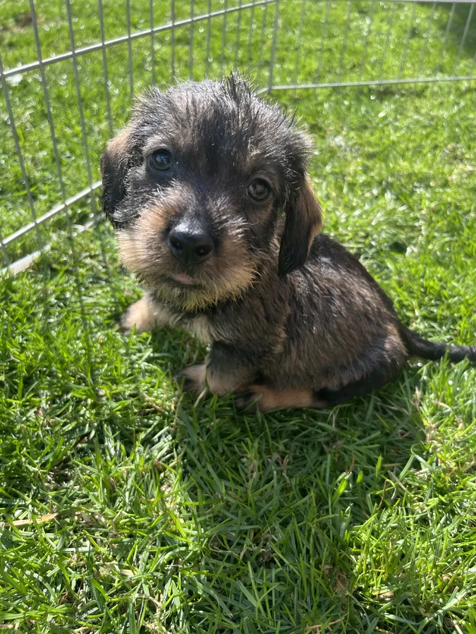 Outstanding teckel puppies