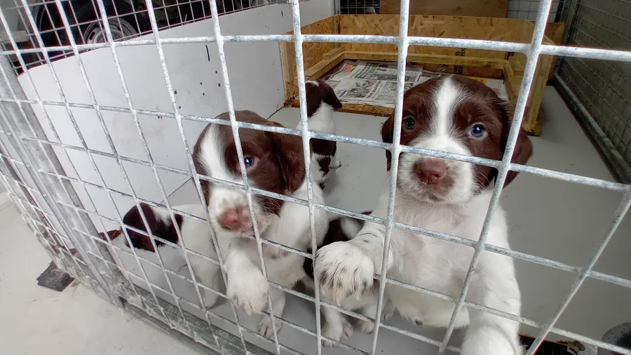 Liver and White Springer Spaniel Pups