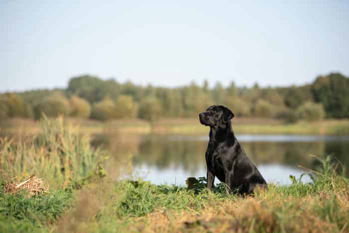 Fully Health Tested Proven Black Labrador Stud