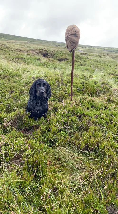 Working Black Cocker Dog For Stud
