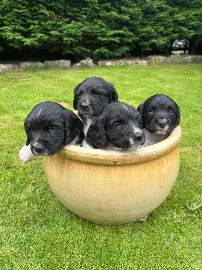 KC Springer Spaniel Puppies