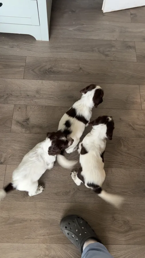 3 Gorgeous puppies