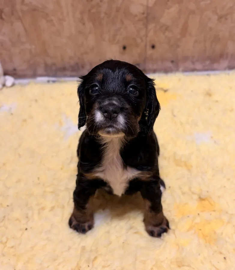 Working cocker spaniel pups