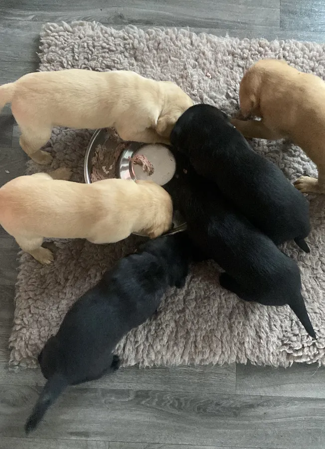 Thistlecrack labrador pups from health tested parents and 5star breeders