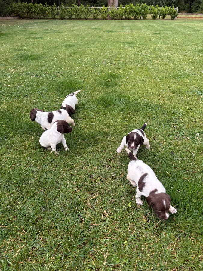 KC Registered Springer Spaniel puppies