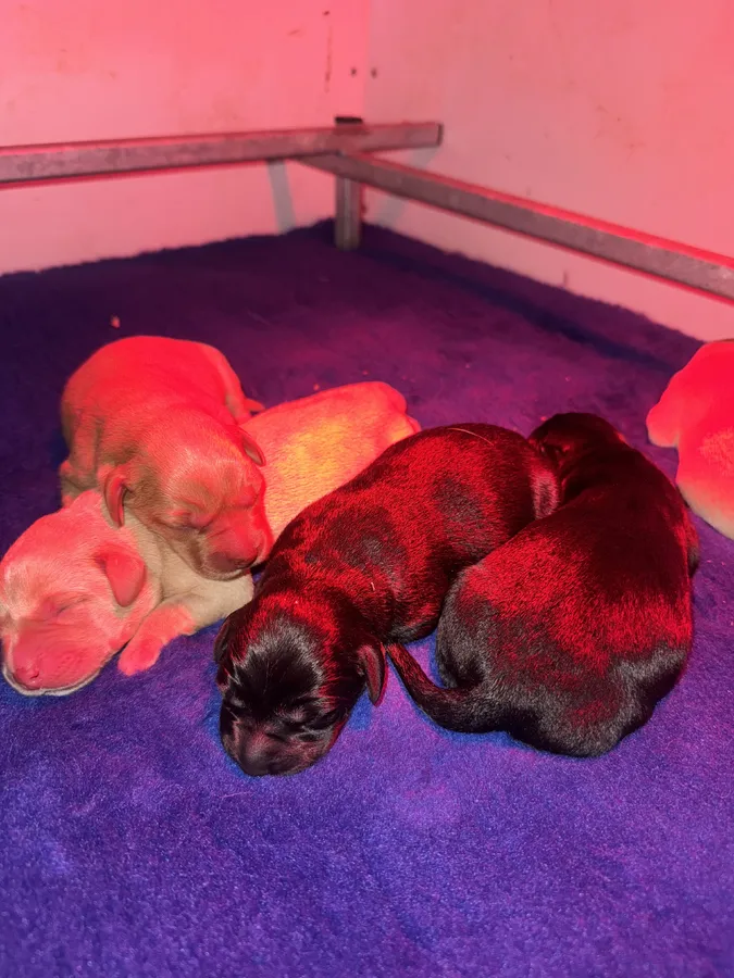 BEAUTIFUL LABRADOR PUPPIES