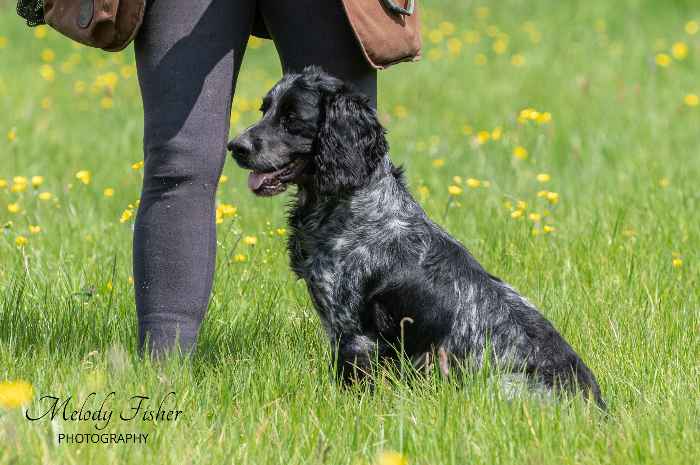 Stunning Blue Roan Cocker for stud