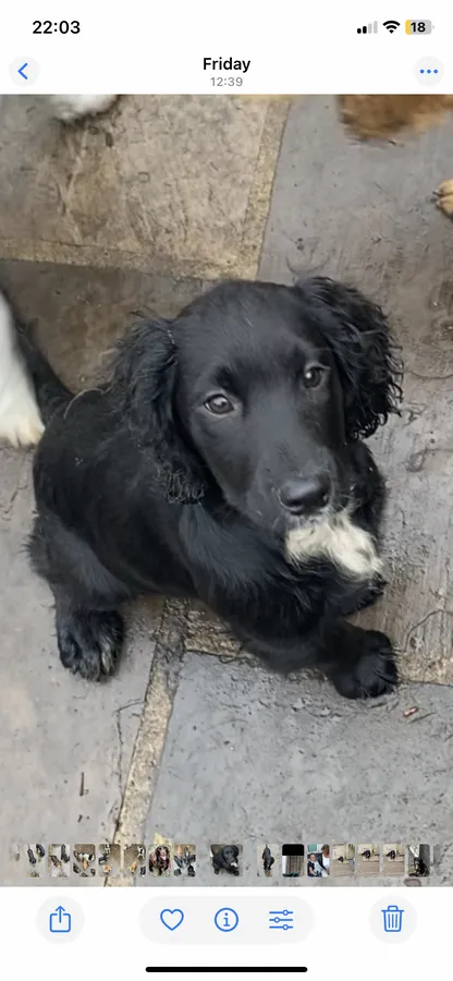 Extensively Health Tested Sprocker Puppies