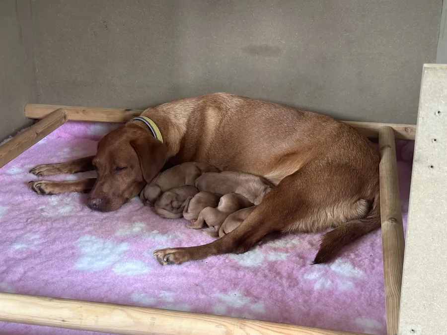 Kc registered fox red Labrador Puppies by FTCH