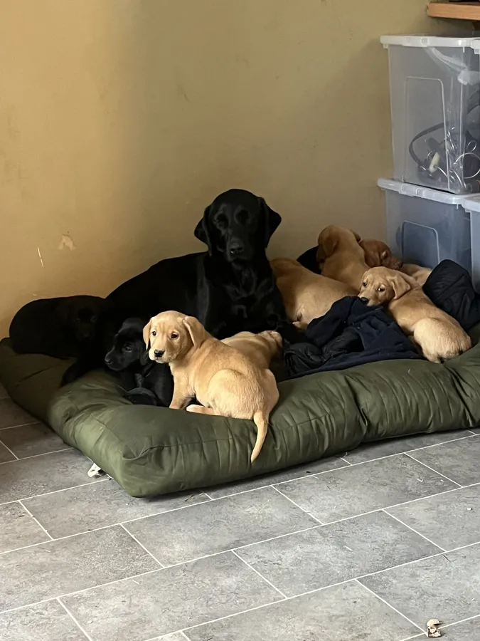 Gorgeous Fox Red and Black Puppies