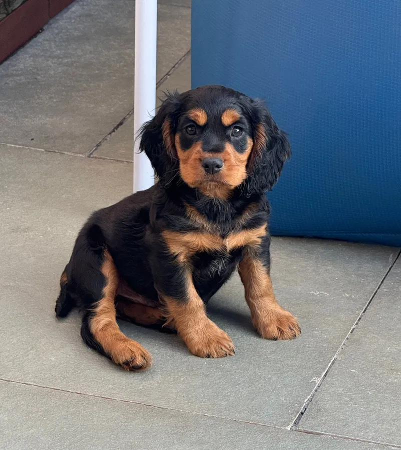 Working cocker spaniel puppies