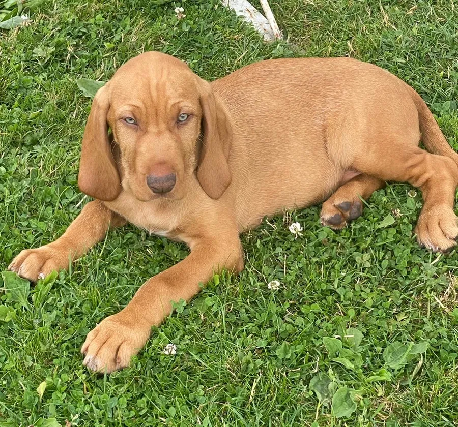 3 male wirehaired Vizsla pups