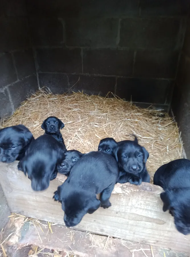 FtW bred Labrador Pups