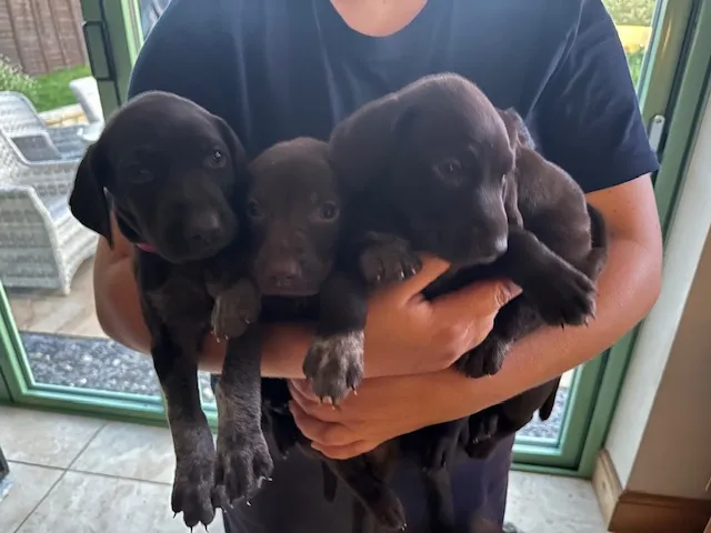Beautiful GSP Puppies