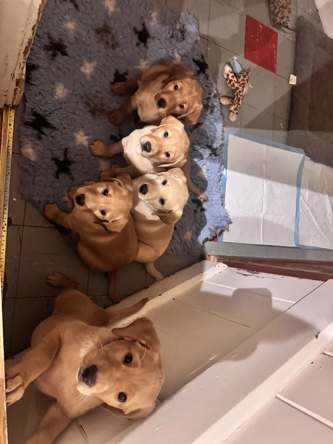 Labrador retriever puppies