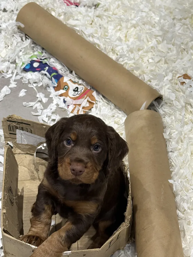 KC Reg Working Cocker Spaniels