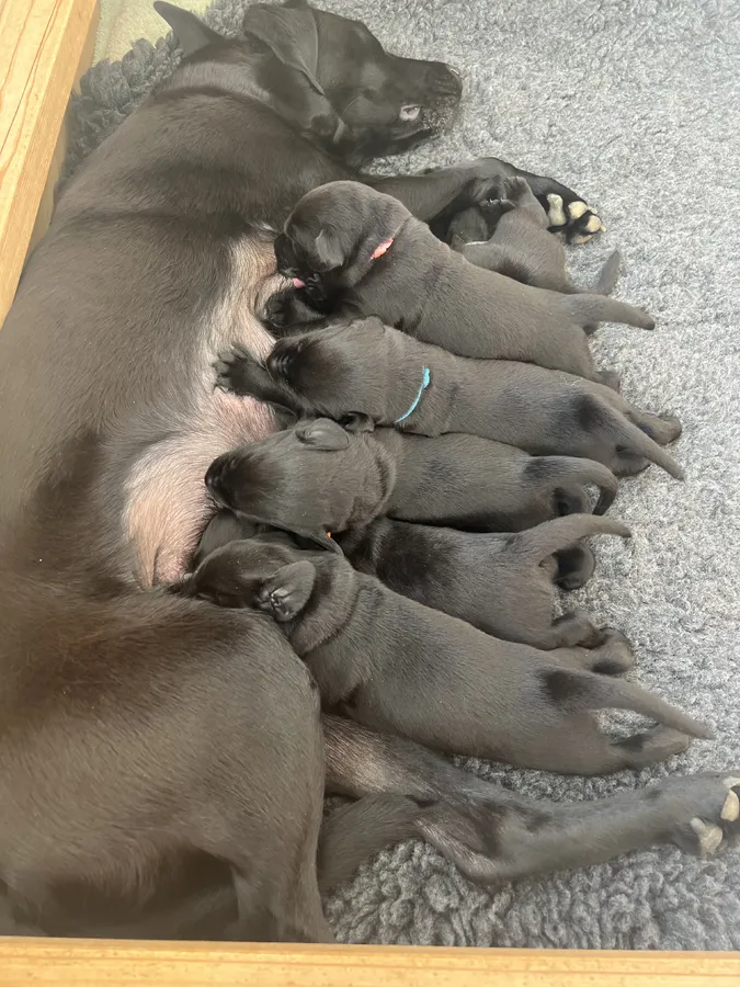 Working Stock KC registered Labrador Retriever Puppies