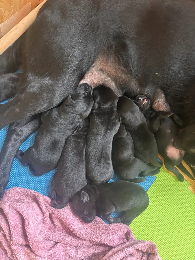 Kc working Labrador pups