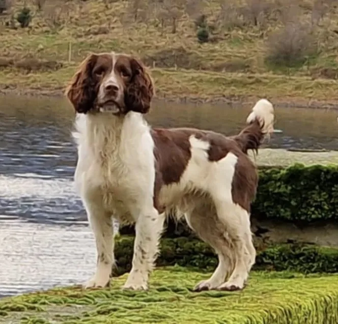 DNA Tested Springer Spaniel At Stud