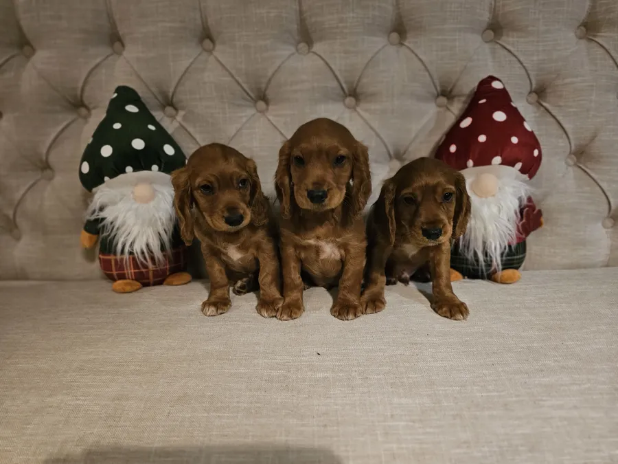 KC REG RED COCKER PUPS