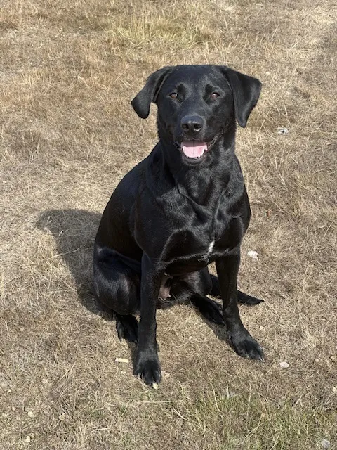 Fully trained 2year old Black Labrador bitch for sale