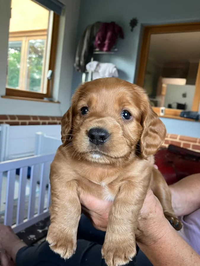 Home bred dog pups by Apollo Animus