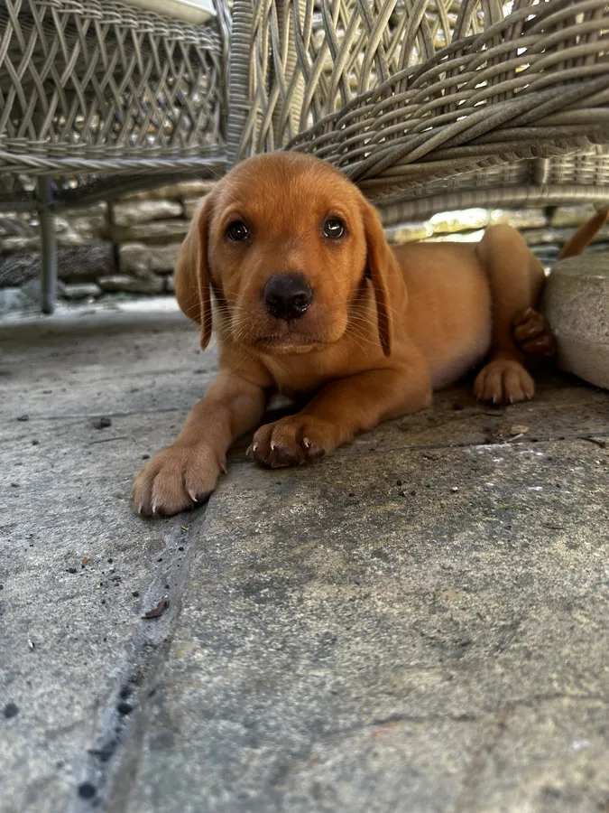 FULLY HEALTH TEST BLACK AND RED LAB PUPS