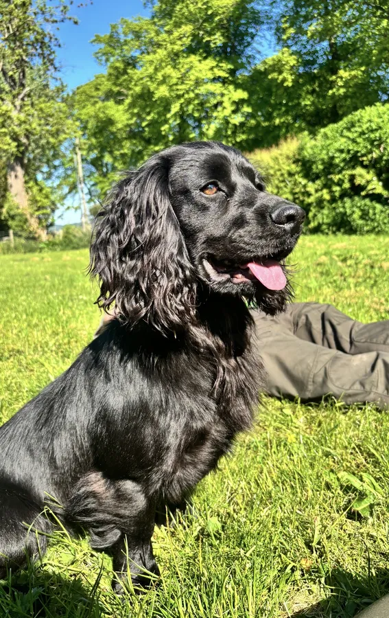 KC reg Working Cocker Spaniel Black stud dog