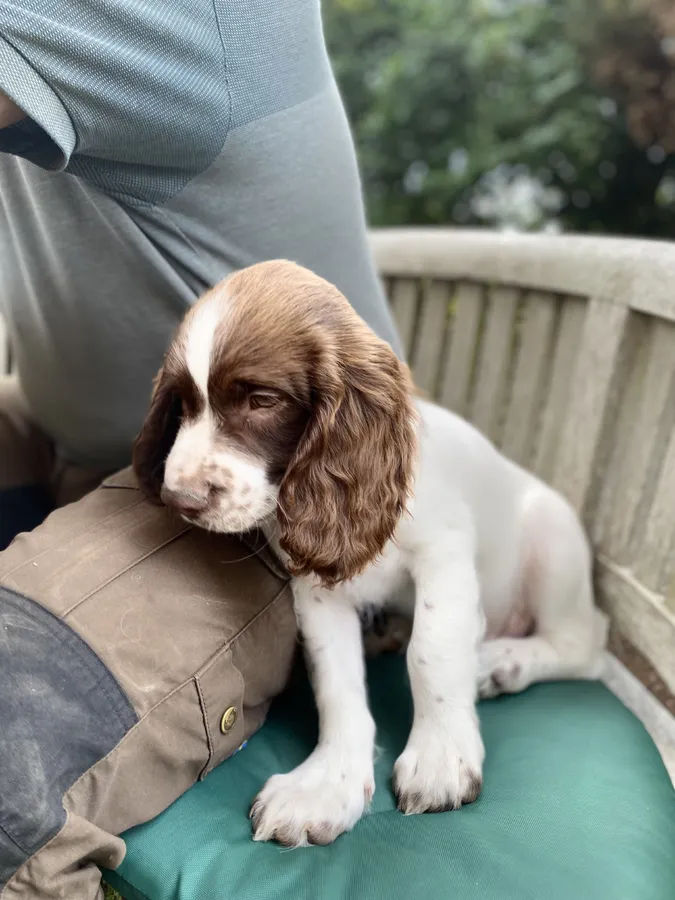 Pup 2