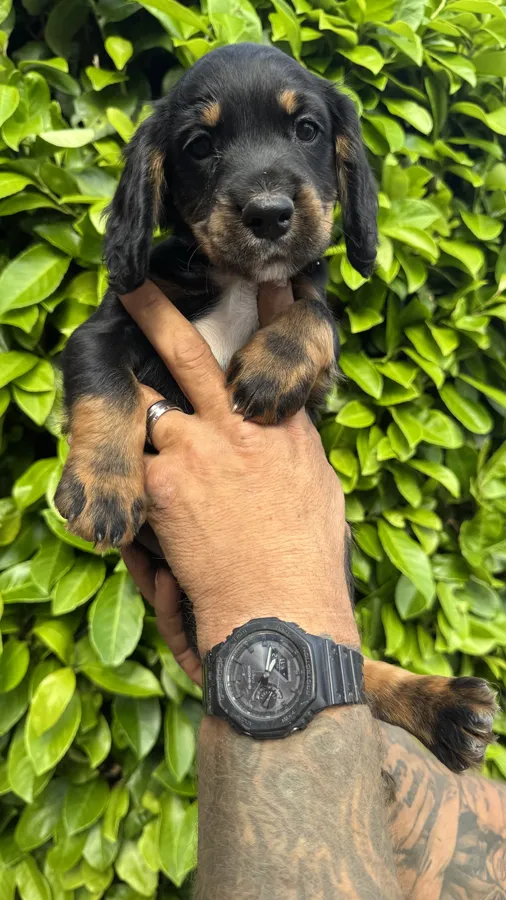 Cocker spaniels