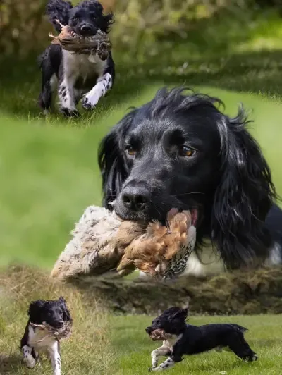 Kc reg LW and BW springer pups