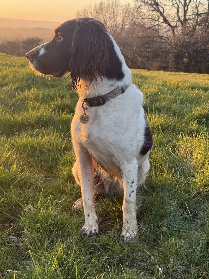 Top class English Springer Spaniel puppies with exceptional working and family lines
