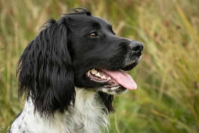 English Springer Spaniel - Stud