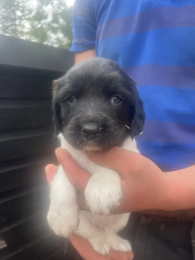 Gorgeous black white and liver white spaniel