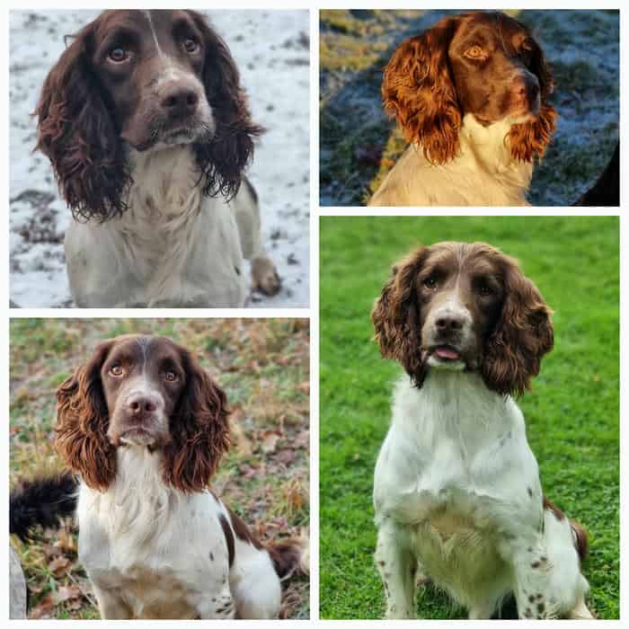 Springer Dog at Stud
