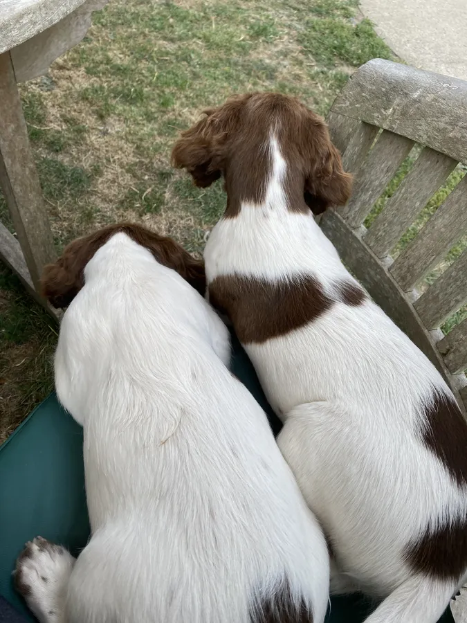 Springer Spaniel Puppies for Sale