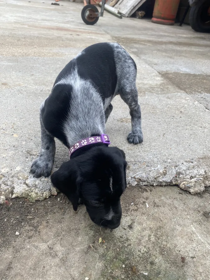 German wire hair pointer