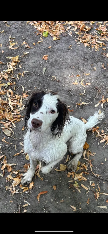 KC registered cocker spaniel