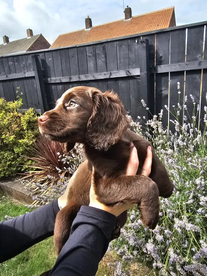 Well bred working cocker puppies