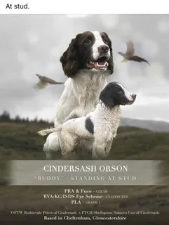 3 lovely springer pups
