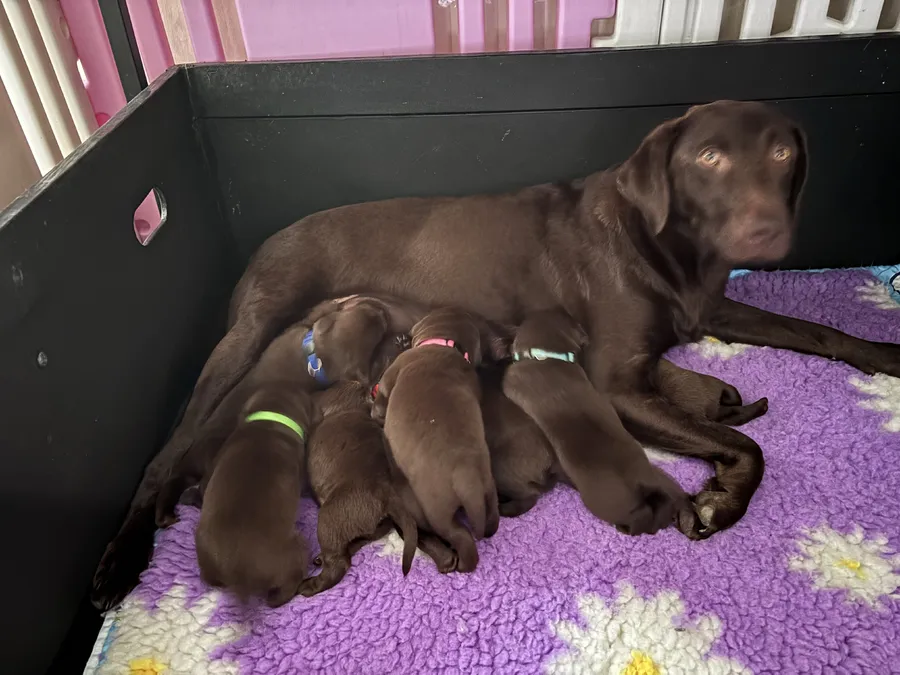 Chocolate Labrador Puppies