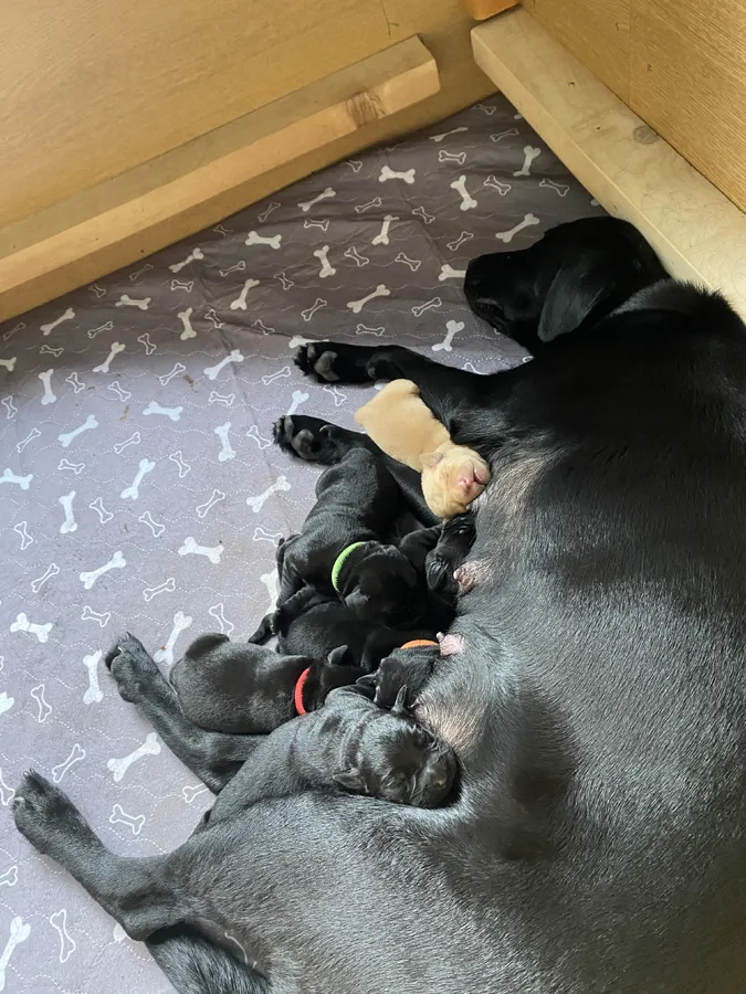 6 Labrador Puppies